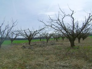 frutteto